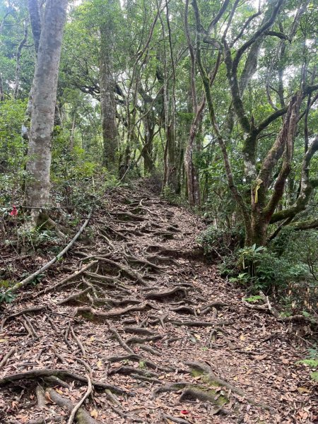 新北 塔曼山2832106