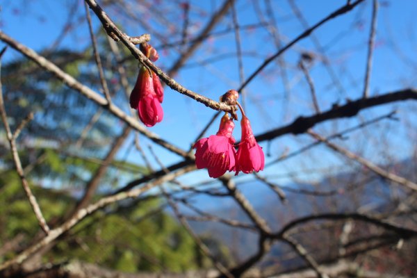 20230122高雄二集團櫻花公園2014740