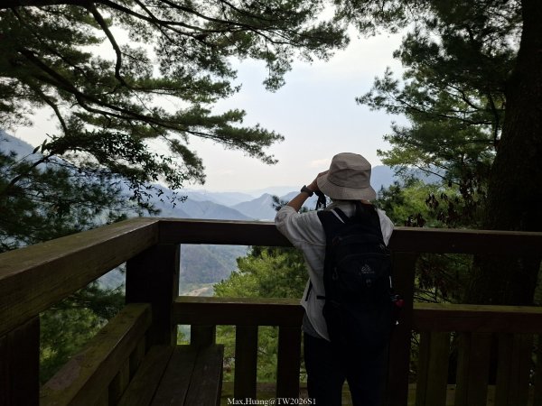 《南投》松濤徐徐｜惠蓀林場關刀山林道上巨松台環山嵐小徑202603213021375