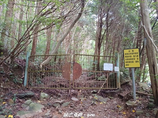 【台中和平】柳杉孟宗竹香杉步道林相豐富。 長壽山(肥崠山)山徑2880622