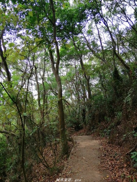 【南投】散步小百岳。 小百岳集起來。 編號48小百岳~橫山1386340