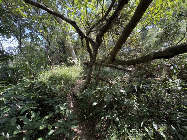 20251011台南刣牛湖山登山步道2915049