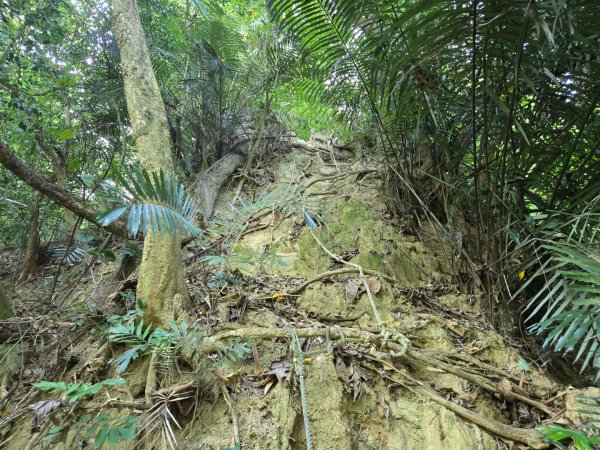 新化林場後山步道2776966