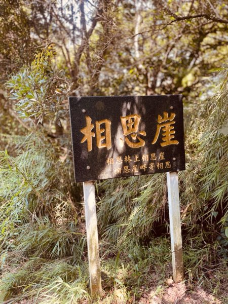 飛牛縱走-飛鳳山-中坑山-板根森林🌳-倒別牛山2591422