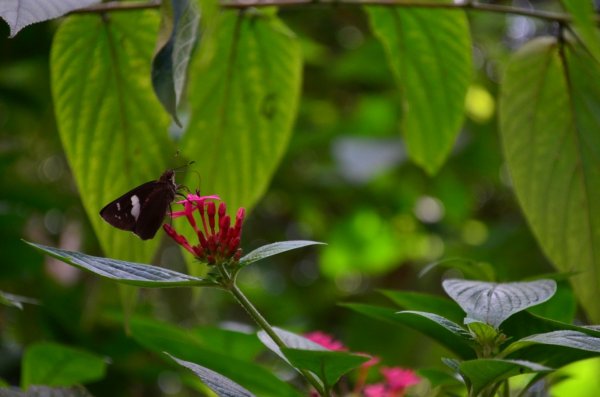 南縱走（象山、拇指山、南港山）446829