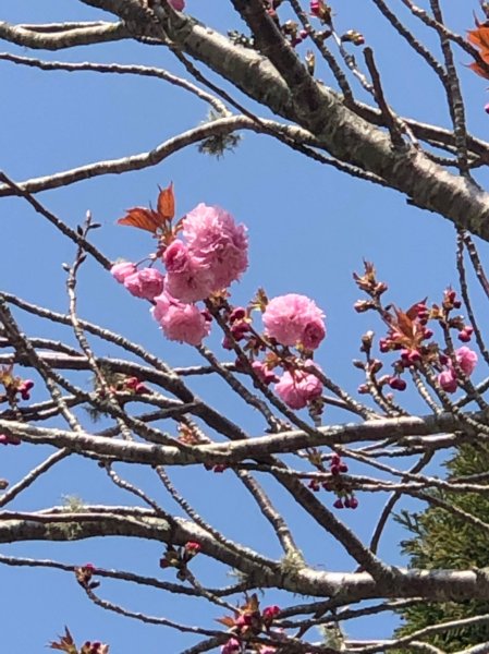 190414-奇萊南峰、南華山1650159