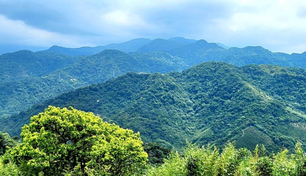 夢幻竹林的旅途，三峽詩朗山，金敏子山