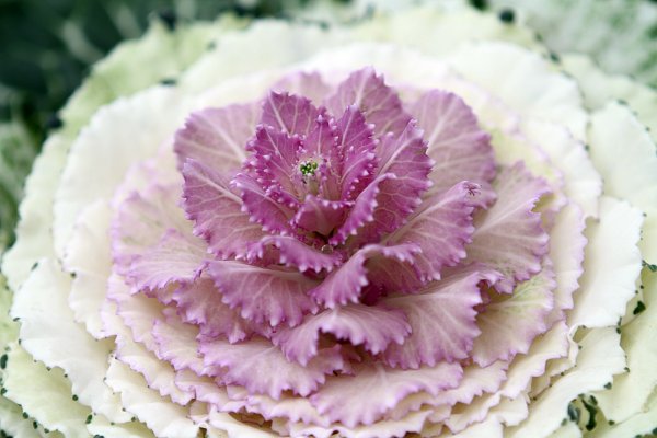 杉林溪賞花872579