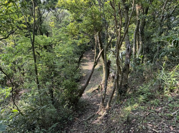 [微笑山線_第八段] 2026_0411 二格山系_筆架山北峰3035120