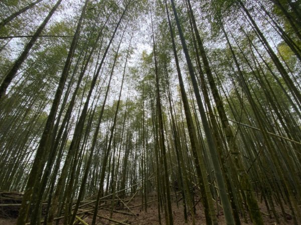 水社大山水晶蘭大爆發881625