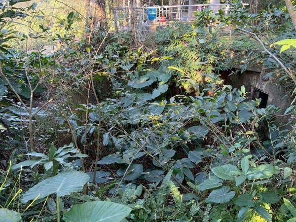 新北 金山 磺港山 獅頭山3000184