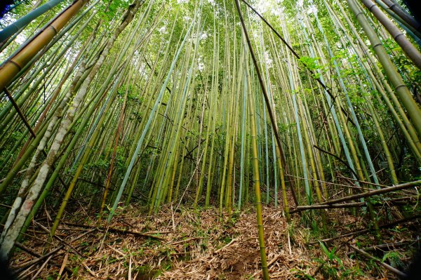 新竹 尖石 那羅山、煤源山3068649