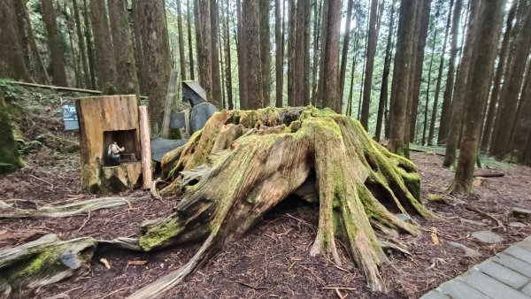 神阿縱走~台灣難抵極~大塔山2971519