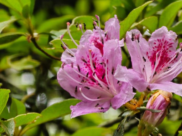 橫嶺山／沙蓮山／笛吹山O繞2787688