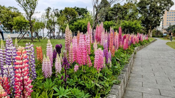 《西江月。魯冰花艷台大》2725803