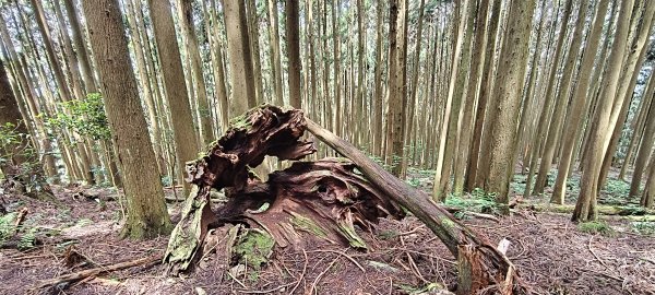 2025/06/22_民都有山登山步道2818028