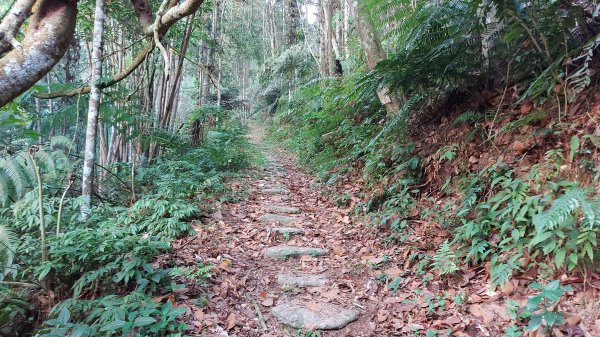 過坑山 大尖山 卓社林道O型1330330