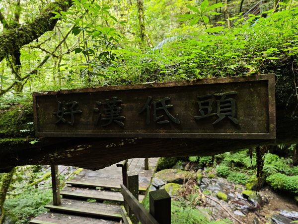 2025_0713 拉拉山神木群步道2837466