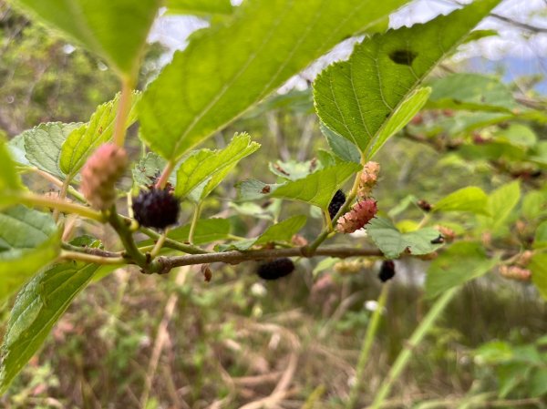 2023 臺北大縱走 8：捷運關渡站至華江雁鴨自然公園(上)2079498