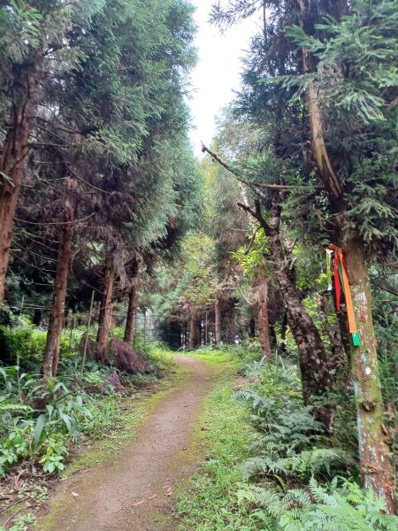 【新竹五峰】迷霧山林。 民都有山登山步道(面托油山)x民都有山北峰2991863