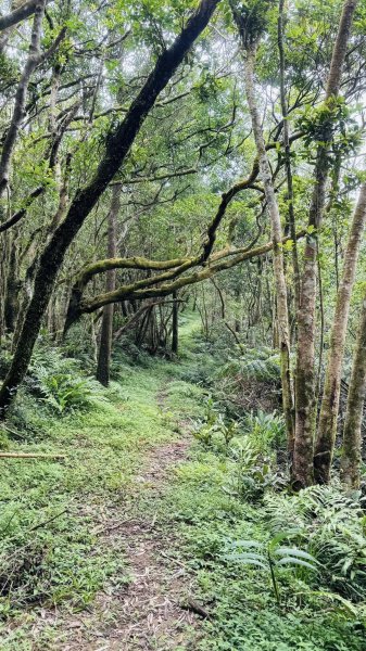 20250803枋山坑古道2850486