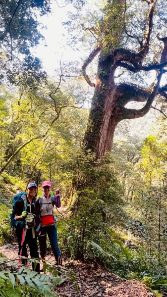 🌈3/14（六）赫威神木群+赫威山✨FB：熊熊趴爬走🌈3015388