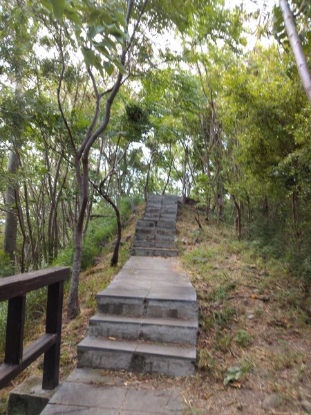 步道巡訪員 l 鯉魚山步道七月巡訪日誌1050327