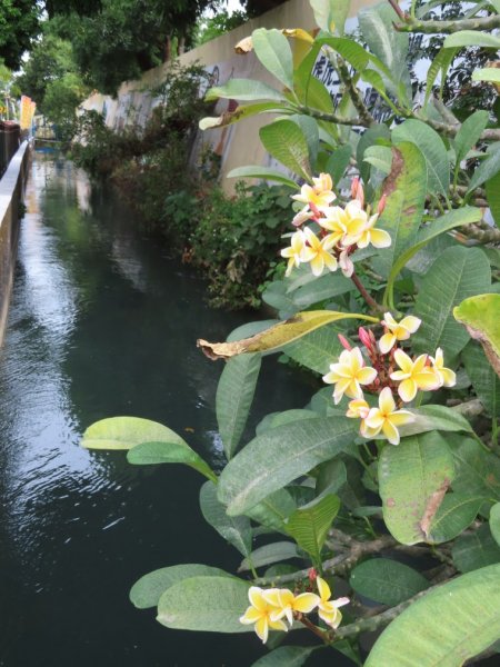 水流東桐花步道1900255