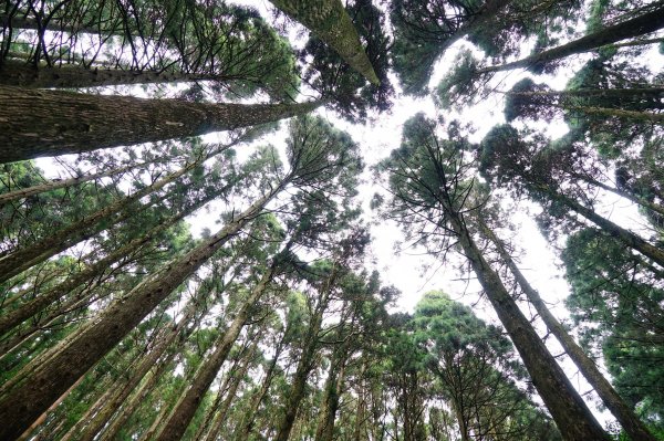 新竹關西鎮 水田林道之貴妃&那結山連走1539718