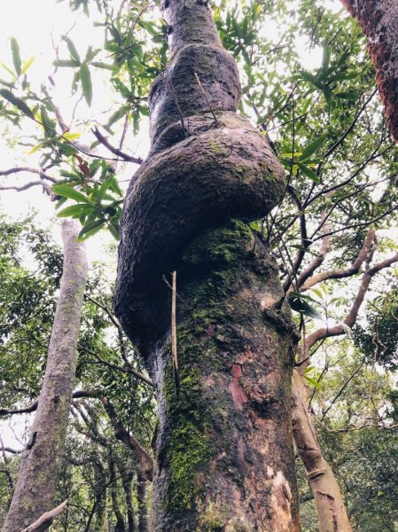 整理往平溪峰頭尖的山路2834690