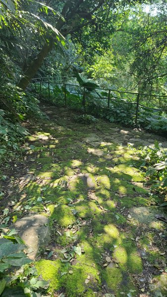 2025-0130溪和宮-大崎頭步道-鵝尾山-平溪步道-鵝尾山水田-42巷-溪山百年古圳-平菁步道2701959