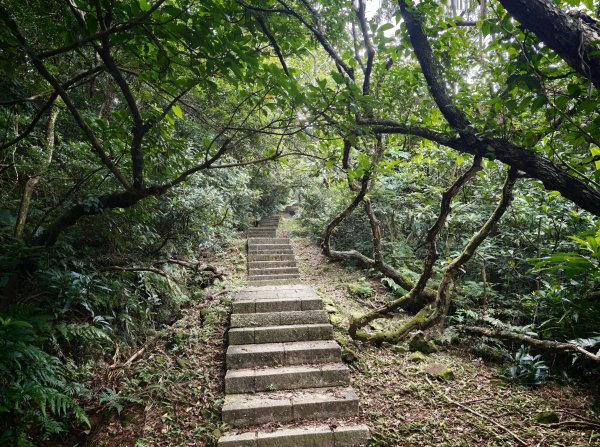 [淡蘭古道] 2026_0531 北路第一段_琉榔路步道3070562