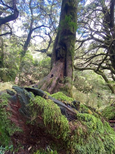 塔塔加黑森林2668038