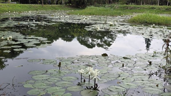 2024月眉落羽松季絕美登場，季節限定，免入園費免停車費，怎麼拍都美，不用出國就能拍繽紛大景。2668332