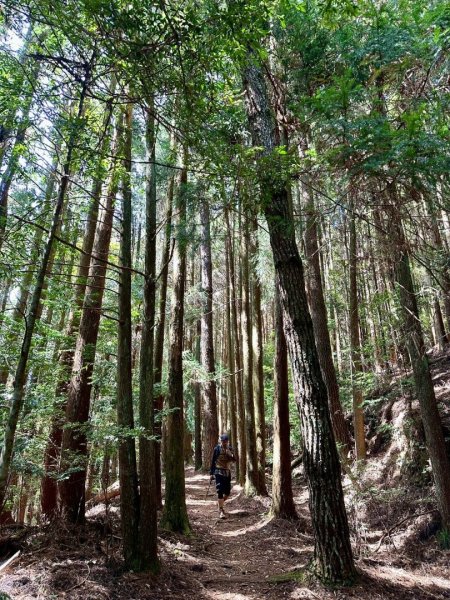 20251014雪見遊憩區 🚴‍♂️咖搭車走司馬限林道上東洗水山兩刷北坑山至大板根2916397