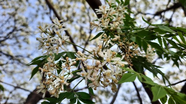 《台中》苦楝樹王｜潮洋溪惠來溪步道生態之旅202303-042124110