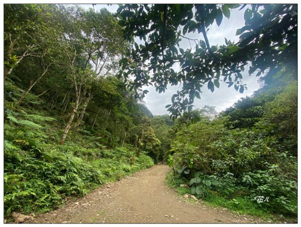 冷埤、粗坑山、血藤之旅3020367