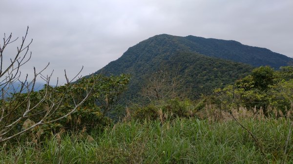 初音山842470