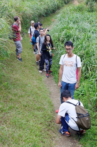 無耳茶壺山。黃金三稜539668