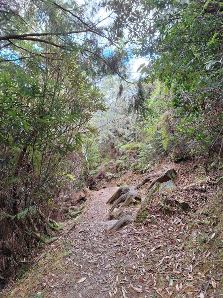 觀霧之榛山O型202411232653949