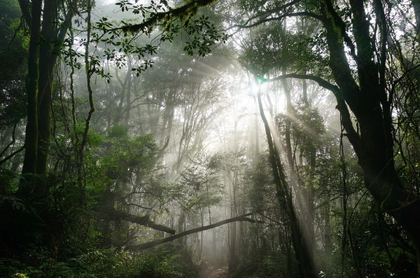 特富野古道90999
