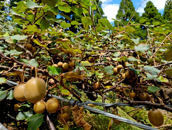 野馬瞰山步道-2025森遊竹縣皮皮獅探險隊2895243