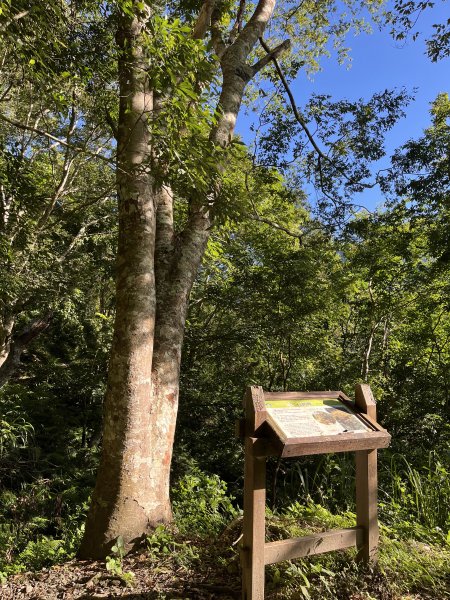 [玉山尋寶任務-03/12] 2025_0810 瓦拉米步道2857465