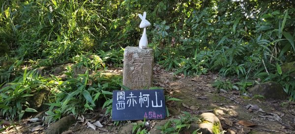 2025/08/09_赤柯山+東獅頭山步道2856295