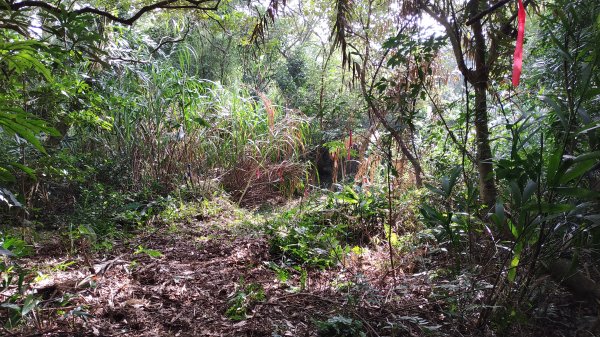 【新北市/淡水區/小坪頂/向天山南峰新徑】向天山南峰.年末回修.全段擴徑完成2391163