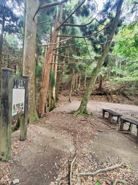 加里山（大坪登山口-杜鵑嶺-避難小屋）2767761