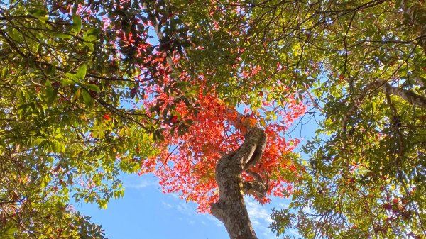 馬那邦山賞楓歡樂野餐/採草莓苗栗一日遊1217027