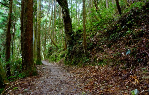 檜山巨木森林步道481525