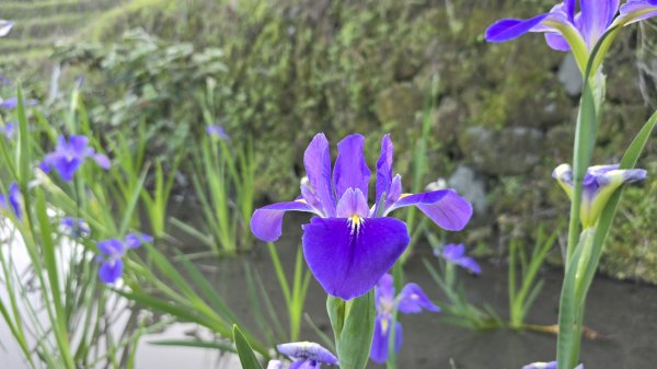 免出國免門票，連綿壯闊的梯田風情，全臺唯一梯田鳶尾花海，嵩山百年梯田2764678