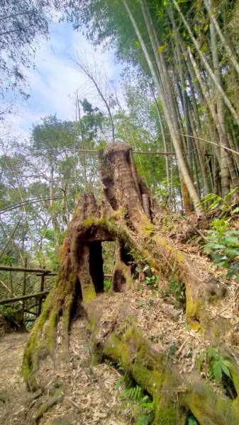 瑞太古道/奮瑞古道/雲仔山/糕仔崁古道/奮起湖 縱走1639100